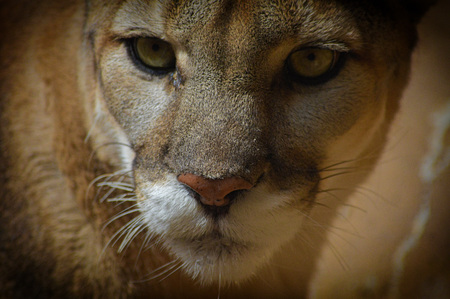 Mountain Lion