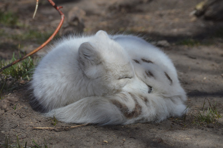 Foxの写真素材