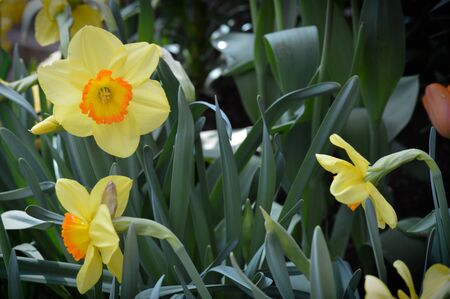 Daffodils
