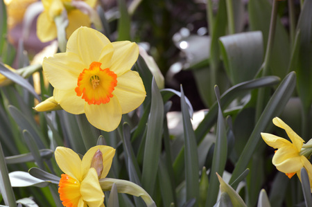 Daffodilsの写真素材