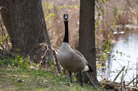 Geese