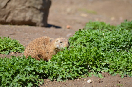 Prairie Dogの写真素材