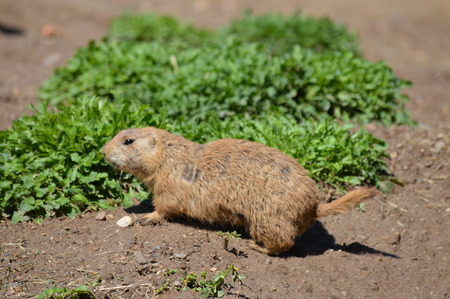 Prairie Dog