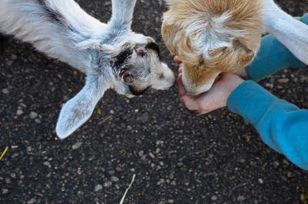 Feeding Goatsの写真素材