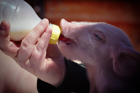 Baby Pigの写真素材