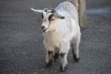 Goatの写真素材
