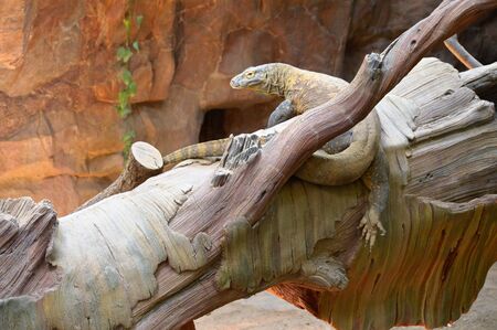 Komodo Dragonの写真素材