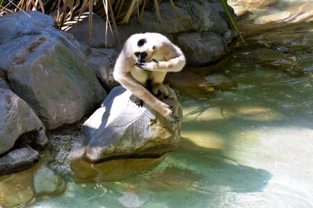 Gibbonの写真素材