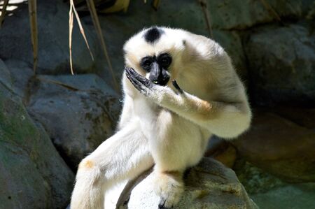 Gibbonの写真素材