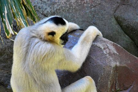 Gibbonの写真素材