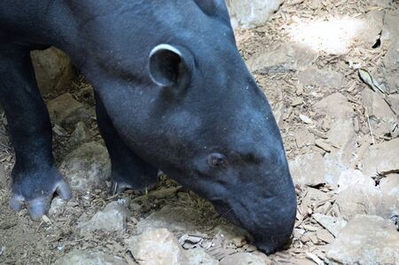Tapirの写真素材