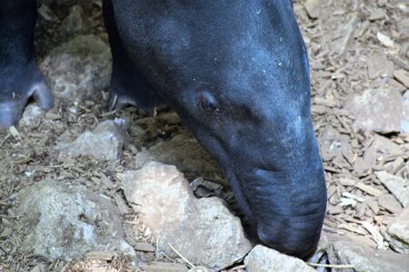 Tapirの写真素材