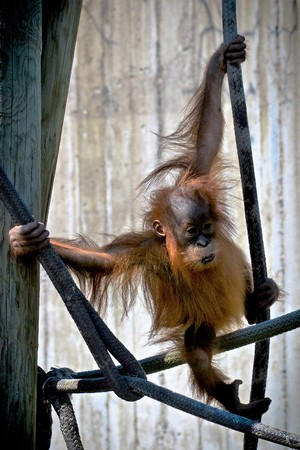 Orangutanの写真素材