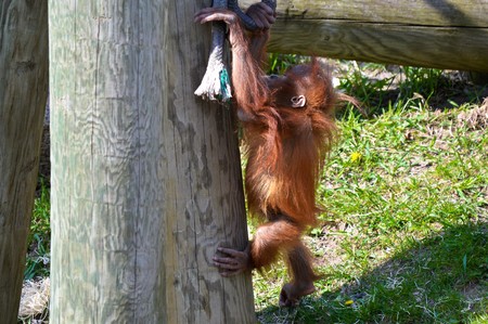 Orangutanの写真素材