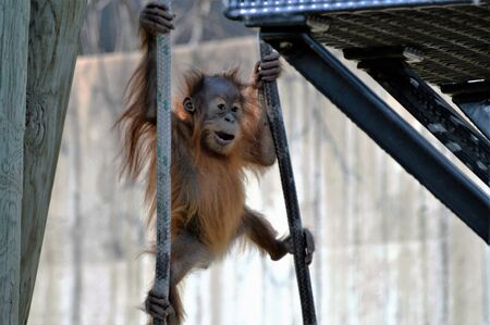 Orangutanの写真素材