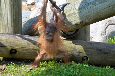 Orangutanの写真素材