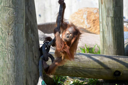 Orangutanの写真素材