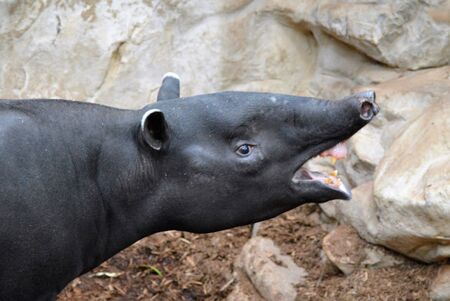 Tapir