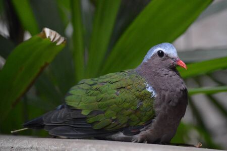 Pigeonの写真素材