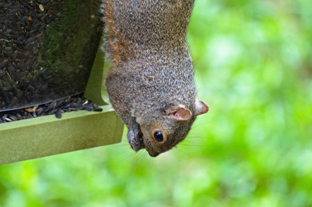 Squirrelの写真素材