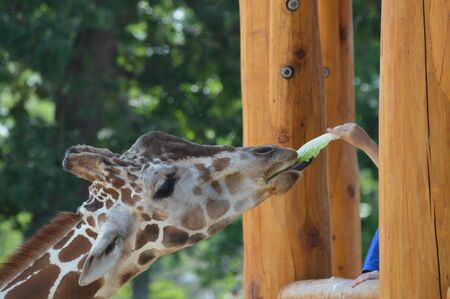 Giraffeの写真素材