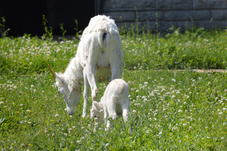 Sheepの写真素材