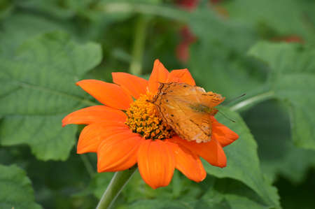 Butterflyの写真素材