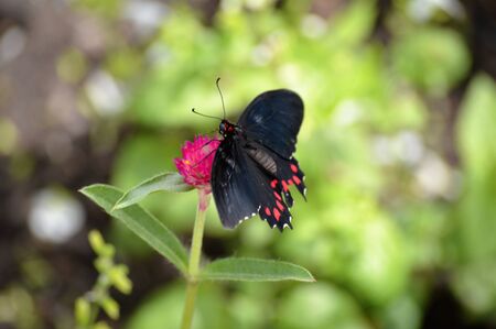 Butterflyの写真素材