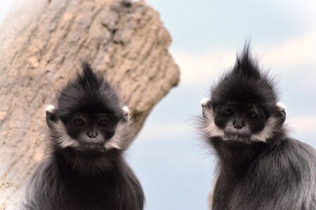 Monkeyの写真素材