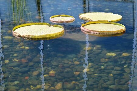 Lily Padの写真素材