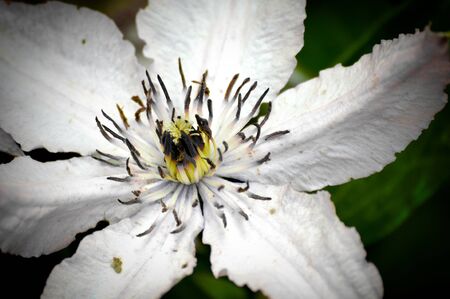 Flowerの写真素材