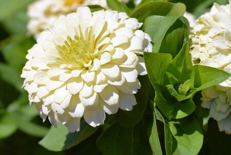 Zinniaの写真素材