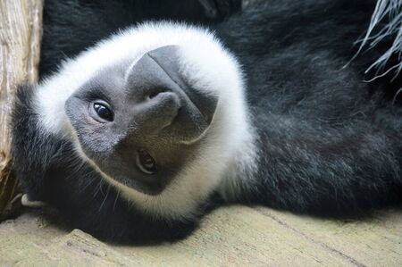 Monkeyの写真素材