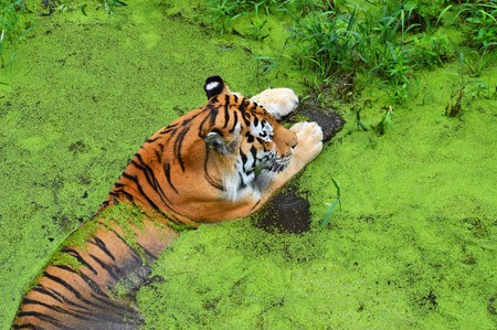 Tigerの写真素材