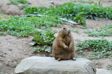 Prairie Dog