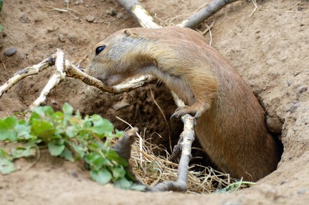 Prairie Dog