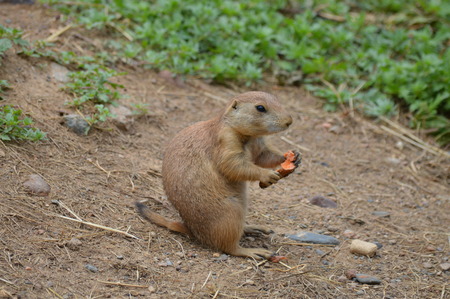 Prairie Dog
