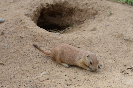 Prairie Dog