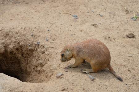 Prairie Dogの写真素材