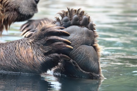 Bearの写真素材