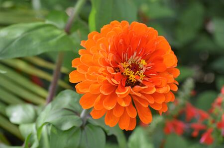 Zinniaの写真素材