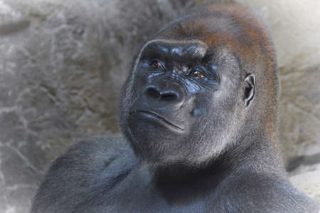 Gorilla