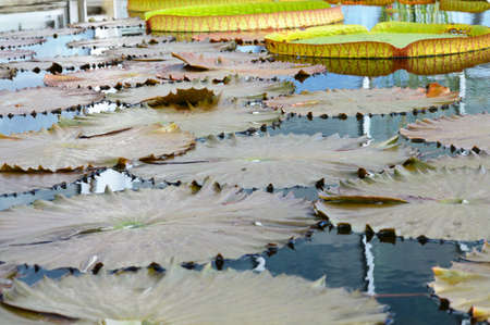 Lily Pad