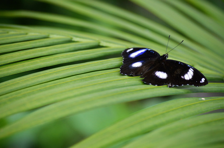 Butterflyの写真素材