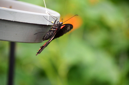 Butterflyの写真素材