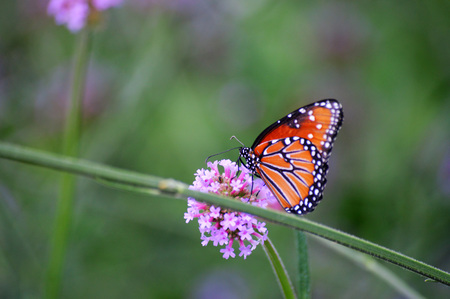 Butterflyの写真素材