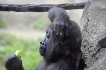 Gorillaの写真素材