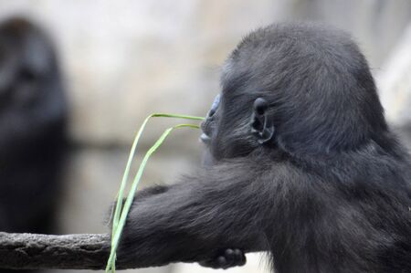 Gorillaの写真素材