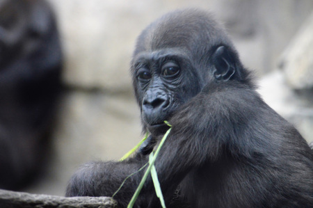 Gorillaの写真素材