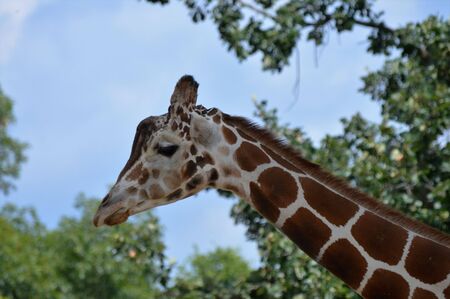 Giraffeの写真素材